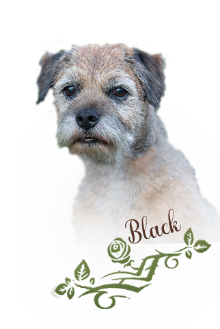 black-profil