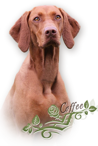 coffee profil-new