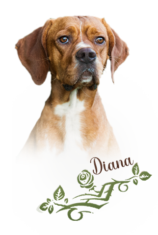 diana-profil