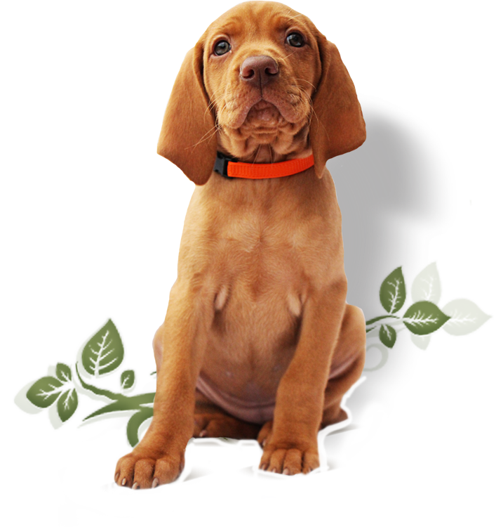puppy2
